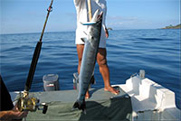 bali fishing