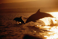 bali dolphin watching tour