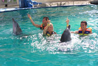 bali dolphin swimming