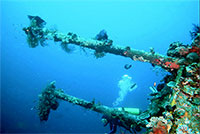 bali dolphin ocean watching tour