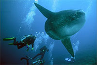 bali dolphin ocean watching tour